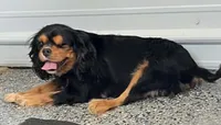 Percy, a female Cavalier King Charles Spaniel for sale in Paris, KY – 4 of 7