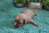 #3 Male (Ginger's), a male Cavapoo for sale in Paris, KY – 2 of 4