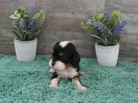 #3 Male (Ruby), a male Cavalier King Charles Spaniel for sale in Paris, KY – 10 of 10