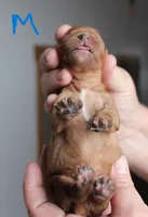 #6 Male (Ruby), a male Cavalier King Charles Spaniel for sale in Paris, KY – 2 of 2
