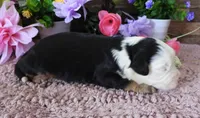 #9 Male (Splash's), a male Miniature Bernedoodle for sale in Paris, KY – 2 of 4