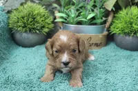 #4 Male (Dottie's), a male Cavapoo for sale in Paris, KY – Photo 2 of 2