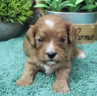 #4 Male (Dottie's), a male Cavapoo for sale in Paris, KY – Photo 1 of 2