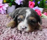 #1 Female (Whitney's), a female Cavapoo for sale in Paris, KY – 1 of 5