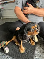 Percy, a female Cavalier King Charles Spaniel for sale in Paris, KY – 2 of 7