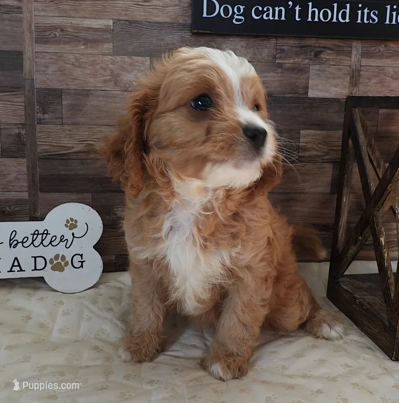 #2 Male (Whitney's) – Cavapoo puppy for sale in Paris, KY