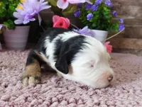 #9 Male (Splash's), a male Miniature Bernedoodle for sale in Paris, KY – 1 of 4