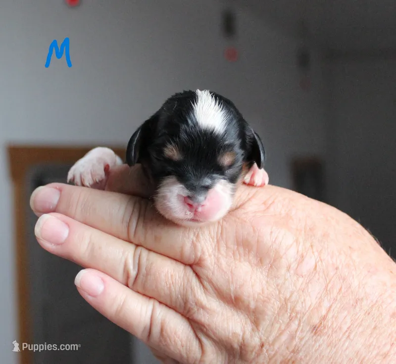 #3 Male (Ruby) – Cavalier King Charles Spaniel puppy for sale in Paris, KY