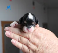 #3 Male (Ruby), a male Cavalier King Charles Spaniel for sale in Paris, KY – 1 of 3