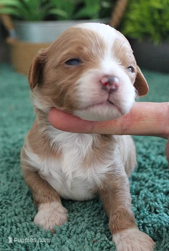 #2 Male (Ginger's) – Cavapoo puppy for sale in Paris, KY