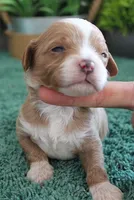 #2 Male (Ginger's), a male Cavapoo for sale in Paris, KY – 1 of 4