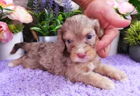 #1 Female (Dawn's), a female Cavapoo for sale in Paris, KY – 2 of 5