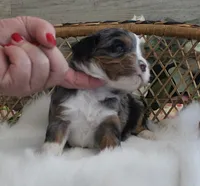 #3 Male (Evie's), a female Cavapoo for sale in Paris, KY – 3 of 4