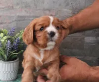 Reba #1 Male, a male Cavalier King Charles Spaniel for sale in Paris, KY – 3 of 4