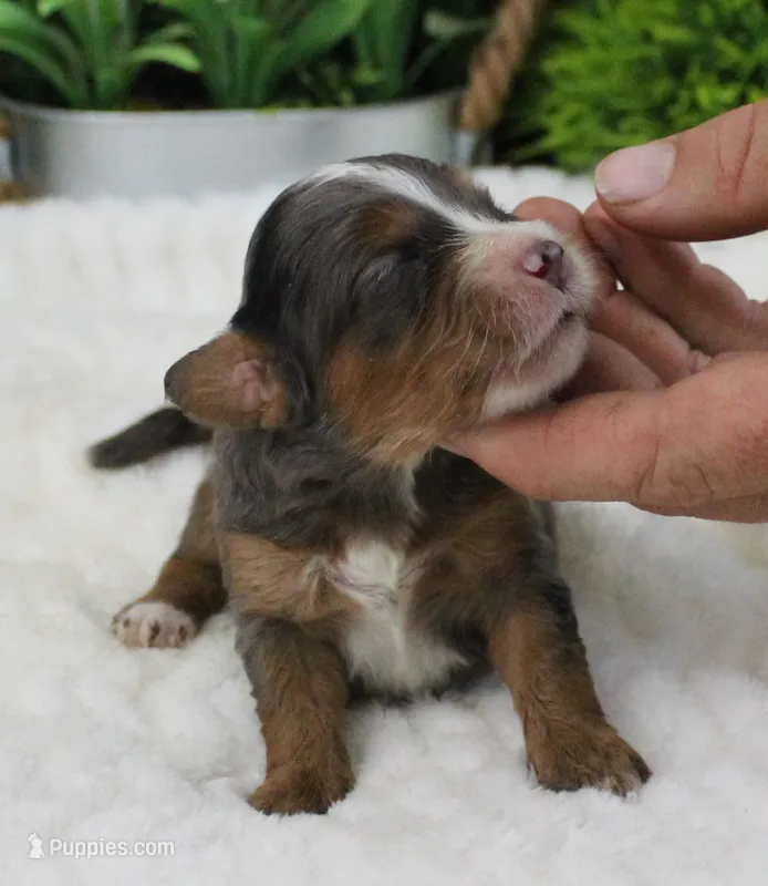 #4 Male (Autumn's) – Cavapoo puppy for sale in Paris, KY