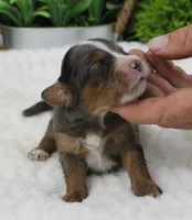 #4 Male (Autumn's), a male Cavapoo for sale in Paris, KY – 1 of 2