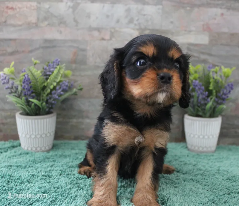 Beautys #2 Male – Cavalier King Charles Spaniel puppy for sale in Paris, KY