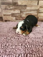 Mini Bernedoodle Male, a male Miniature Bernedoodle for sale in Paris, KY – 1 of 4