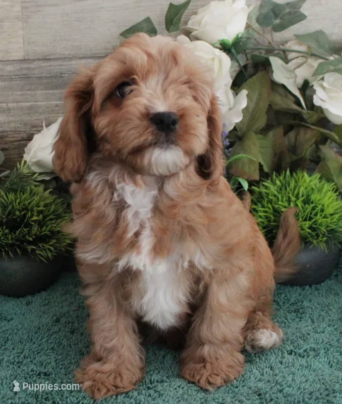 #4 Male (Dottie's) – Cavapoo puppy for sale in Paris, KY