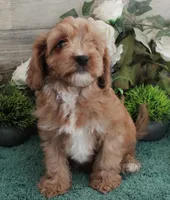 #4 Male (Dottie's), a male Cavapoo for sale in Paris, KY – 1 of 8