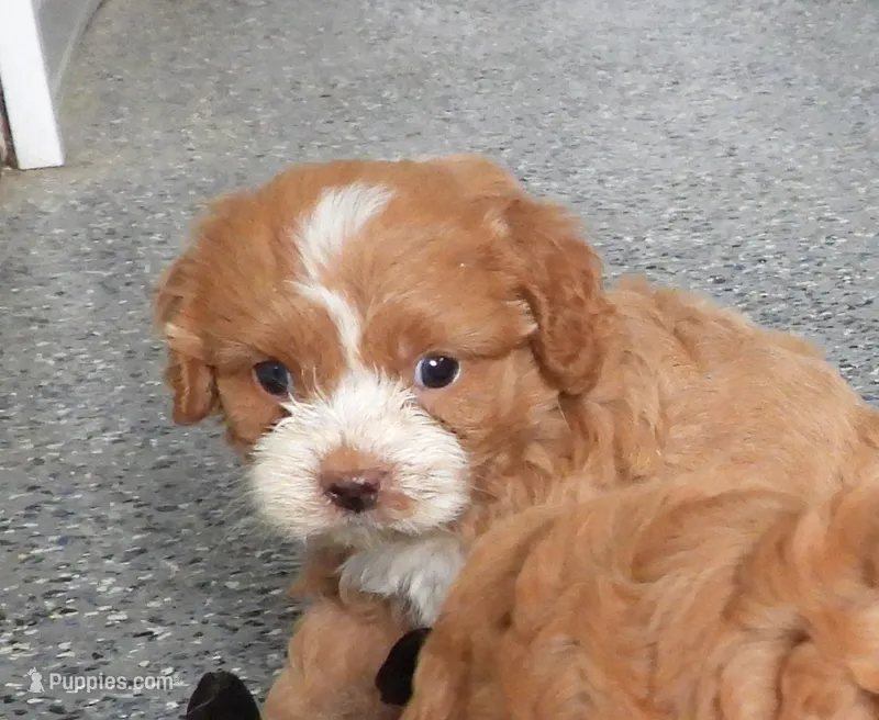 #3 Female (Tara's) – Cavapoo puppy for sale in Paris, KY