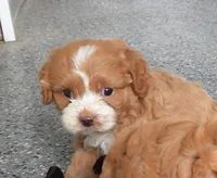 #3 Female (Tara's), a female Cavapoo for sale in Paris, KY – 4 of 8