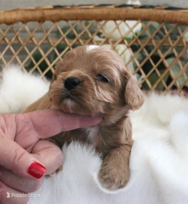 #2 Male (Evie's) – Cavapoo puppy for sale in Paris, KY