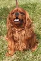 Five Paddocks Bentley, a male Cavalier King Charles Spaniel for sale in Paris, KY – 2 of 5