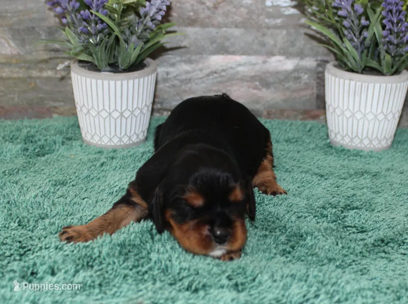 Beautys #2 Male – Cavalier King Charles Spaniel puppy for sale in Paris, KY