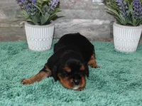 Beautys #2 Male, a male Cavalier King Charles Spaniel for sale in Paris, KY – 1 of 2