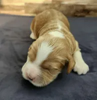 #5 Male (Leslie's), a male Cockapoo for sale in Paris, KY – 2 of 2