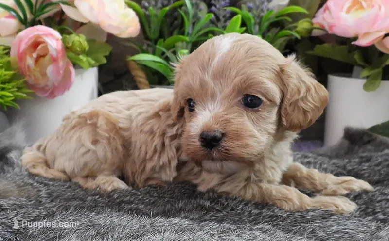 #3 Female (Kate's) – Cavapoo puppy for sale in Paris, KY