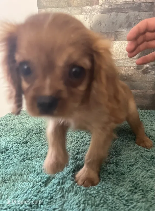 #2 Female Ruby – Cavalier King Charles Spaniel puppy for sale in Paris, KY