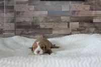 #3 Female (Tara's), a female Cavapoo for sale in Paris, KY – 1 of 2