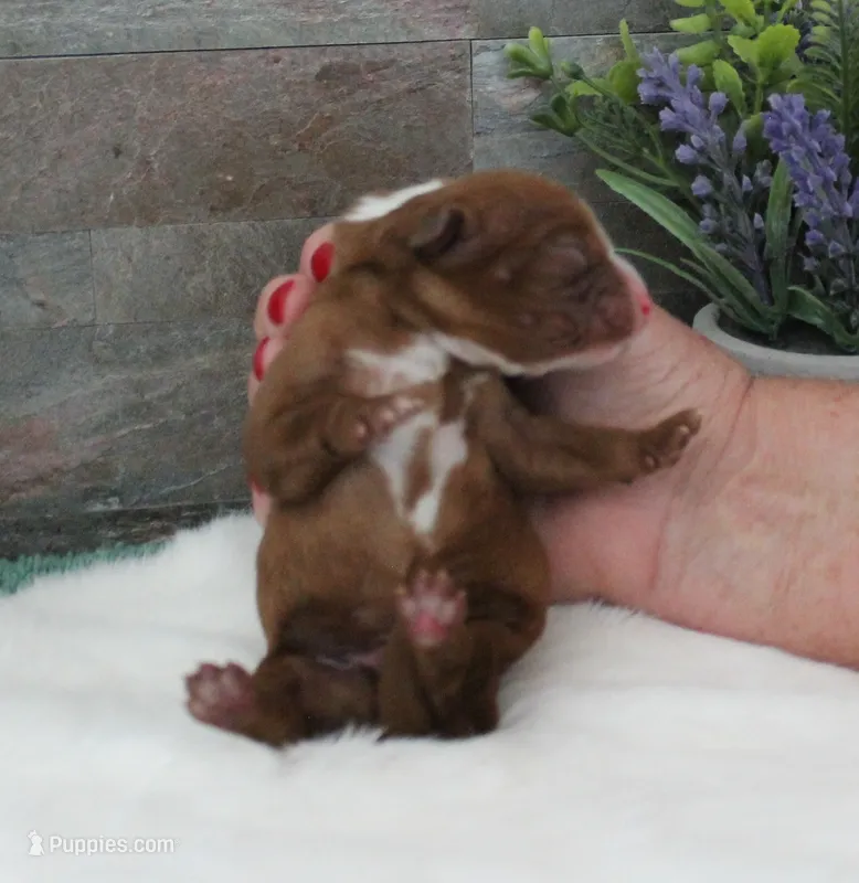 Reba's #1 Male – Cavalier King Charles Spaniel puppy for sale in Paris, KY