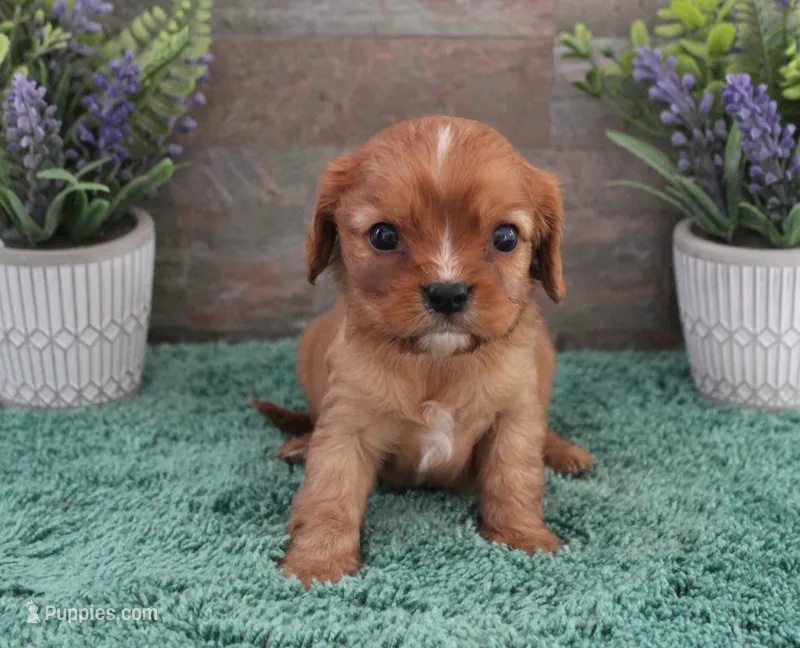#2 Female (Ruby) – Cavalier King Charles Spaniel puppy for sale in Paris, KY