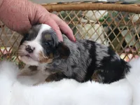 #3 Male (Evie's), a female Cavapoo for sale in Paris, KY – 4 of 4