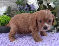 #2 Male (Suzy's), a female Cavapoo for sale in Paris, KY – 3 of 9