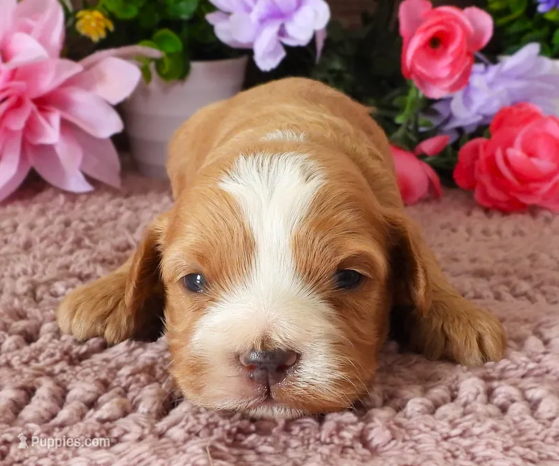 #3 Male (Whitney's) – Cavapoo puppy for sale in Paris, KY