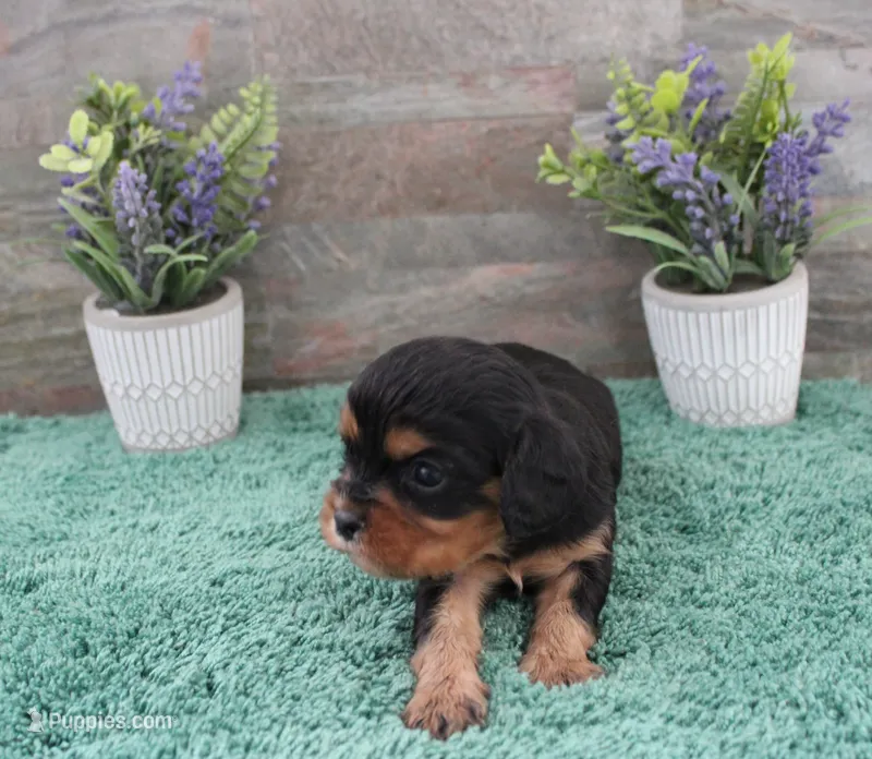 #5 Male (Ruby) – Cavalier King Charles Spaniel puppy for sale in Paris, KY