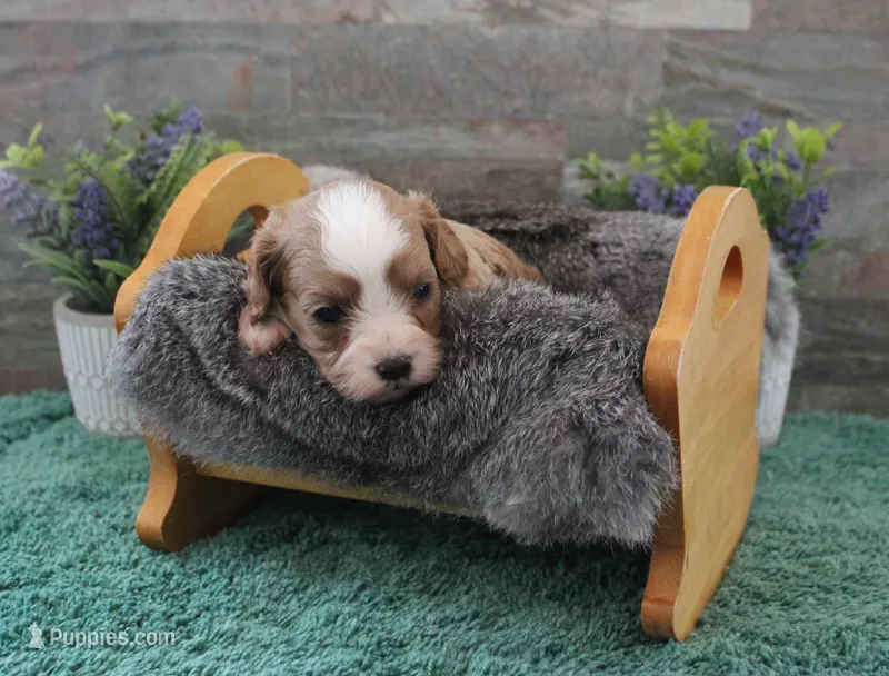 Patsys #1 Female – Cavapoo puppy for sale in Paris, KY