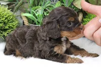#1 Male (Roxy's), a male Cavapoo for sale in Paris, KY – 5 of 8