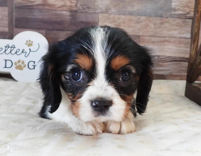 #1 Male (Lulu's) – Cavalier King Charles Spaniel puppy for sale in Paris, KY