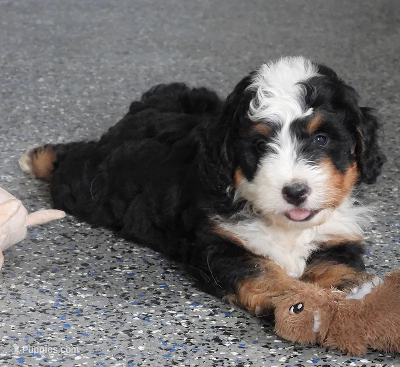 Mini Bernedoodle Male – Miniature Bernedoodle puppy for sale in Paris, KY