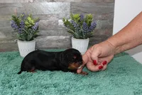 Beautys #2 Male, a male Cavalier King Charles Spaniel for sale in Paris, KY – 2 of 2