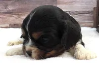 #5 Male (Lesley's), a male Cockalier for sale in Paris, KY – Photo 2 of 3