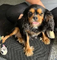 Percy, a female Cavalier King Charles Spaniel for sale in Paris, KY – 7 of 7