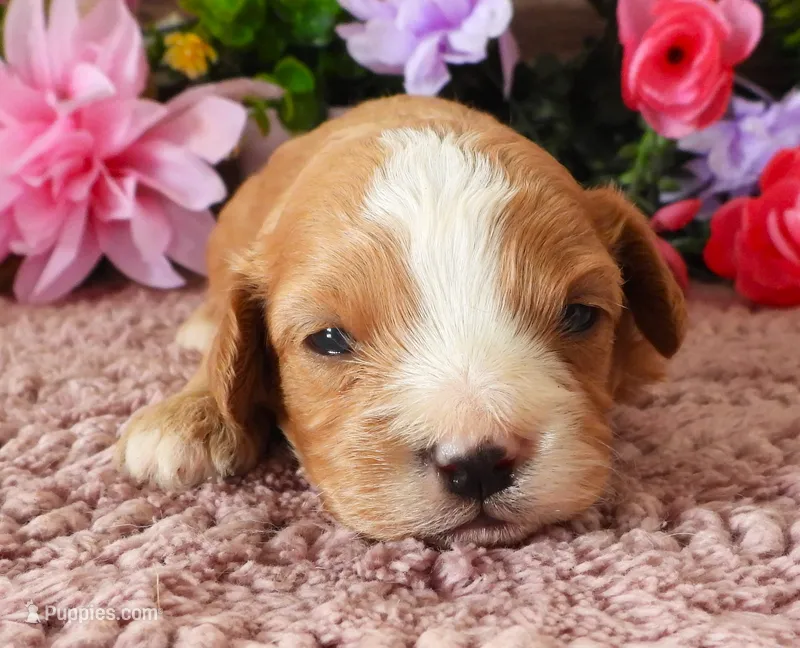 #2 Male (Whitney's) – Cavapoo puppy for sale in Paris, KY