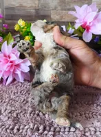 #5 Female (Splash's), a female Miniature Bernedoodle for sale in Paris, KY – 5 of 5
