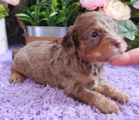#5 Male (Dawn's), a male Cavapoo for sale in Paris, KY – 6 of 9